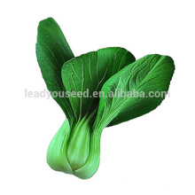 PK01 DP heat resistant f1 hybrid pakchoi seeds, rape seeds for planting